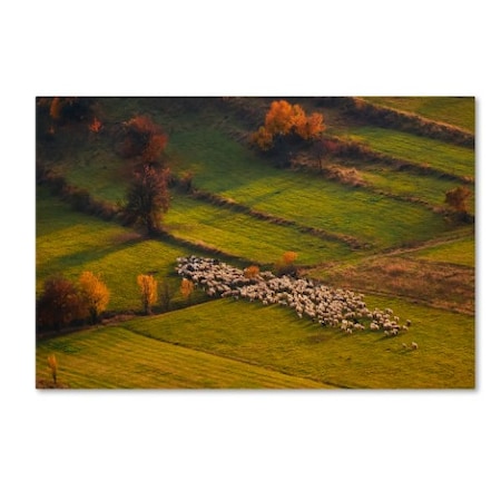 Cristian Lee 'Sheep Herd At Sunset' Canvas Art,16x24